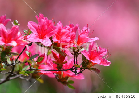 咲き誇る情熱の花 咲き誇る情熱の花 86495810