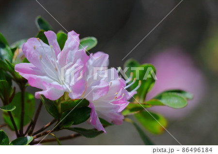 咲き誇る情熱の花 86496184