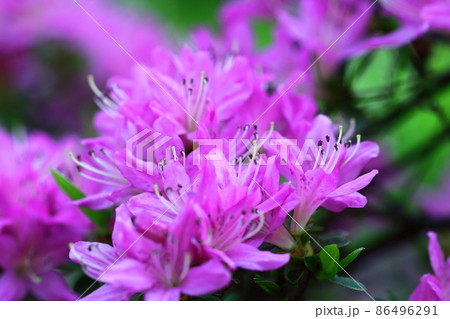 咲き誇る情熱の花 咲き誇る情熱の花 86496291