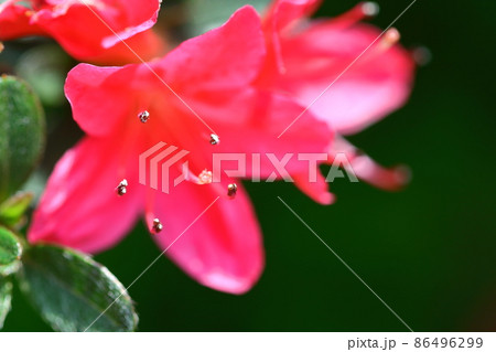 咲き誇る情熱の花 咲き誇る情熱の花 86496299