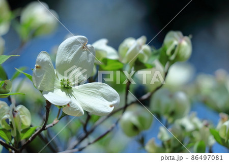 アメリカからの贈物 86497081