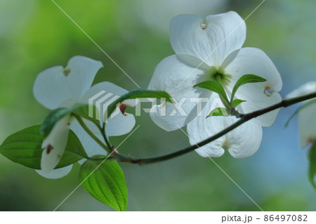 アメリカからの贈物 アメリカからの贈物 86497082