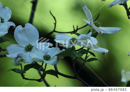 アメリカからの贈物 アメリカからの贈物 86497085