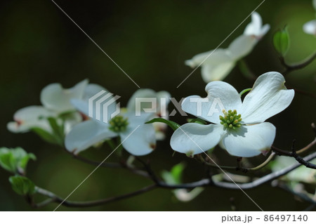 アメリカからの贈物 アメリカからの贈物 86497140