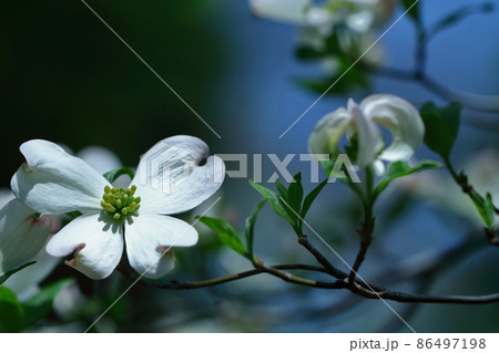 アメリカからの贈物 86497198