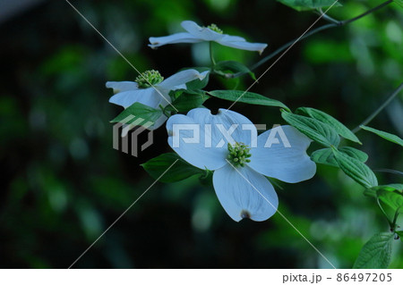 アメリカからの贈物 アメリカからの贈物 86497205