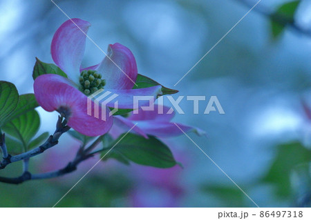 アメリカからの贈物 アメリカからの贈物 86497318