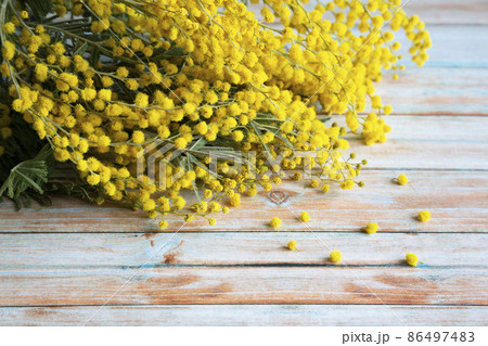 close-up of yellow flowers of silver acacia, which are given to women for the holiday on March 8 86497483