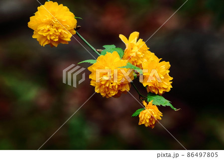 鮮やかな黄金色に咲く 86497805