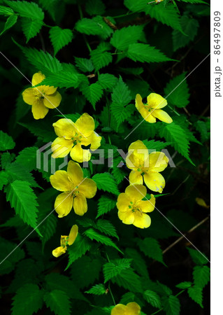 鮮やかな黄金色に咲く 86497809