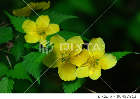 鮮やかな黄金色に咲く 鮮やかな黄金色に咲く 86497812