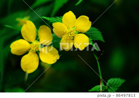 鮮やかな黄金色に咲く 86497813