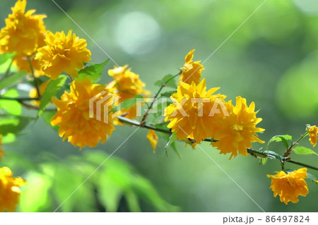 鮮やかな黄金色に咲く 86497824