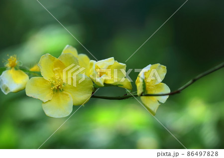 鮮やかな黄金色に咲く 86497828