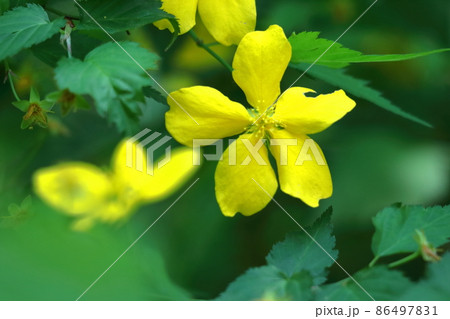 鮮やかな黄金色に咲く 86497831