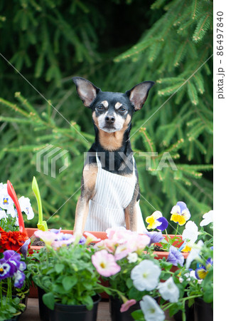 Dog in an apron, surrounded by flowers and garden tools, an image of a gardener, a grower. The concept of spring planting Dog in an apron, surrounded by flowers and garden tools, an image of a gardener, a grower. The concept of spring planting 86497840