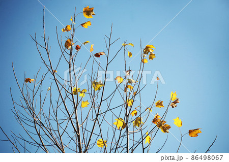 寒空に、ユリノキの残り葉 86498067