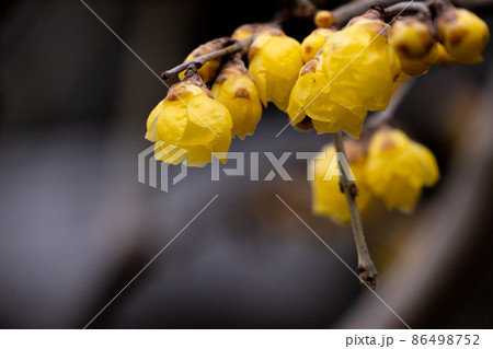冬に咲く蝋梅の花のクローズアップ 86498752