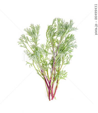Medicinal plants, herbs isolated on white background. 86499431