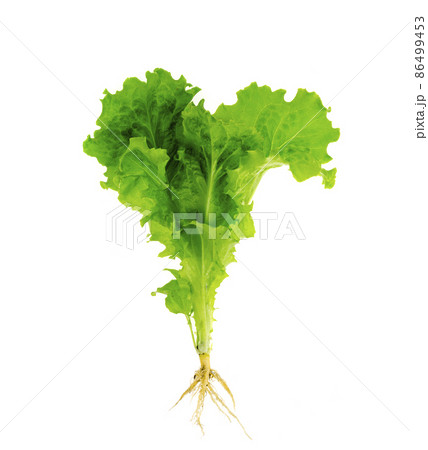 Plant fresh green lettuce with root. Photo 86499453