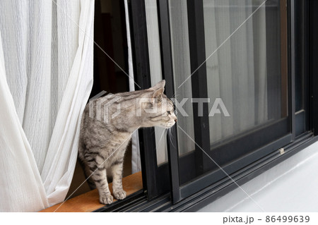 外に興味津々な猫 サバトラ猫 外に興味津々な猫 サバトラ猫 86499639