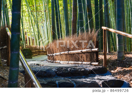 鎌倉　報国寺　竹の庭 86499726