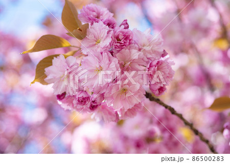 pink flowers of blooming sakura tree in spring. nature pink flowers of blooming sakura tree in spring. nature 86500283