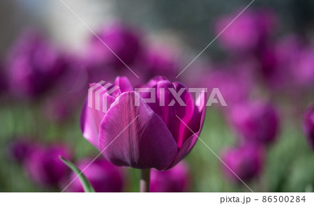 purple flowers of fresh holland tulips. selective focus purple flowers of fresh holland tulips. selective focus 86500284