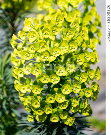 Green spurge cluster cyathim blooming on natural background, Euphorbia 86500326