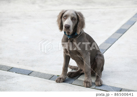 青い目をしたワイマラナー 犬 ドイツ発祥の猟犬 Weimaraner Long hair 青い目をしたワイマラナー 犬 ドイツ発祥の猟犬 Weimaraner Long hair 86500641