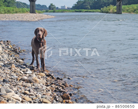 川で遊ぶ犬 青い目をしたワイマラナー ペット 犬 Weimaranerの写真素材