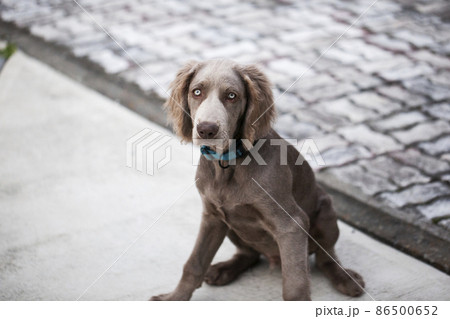 青い目をしたワイマラナー 犬 ドイツ発祥の猟犬 Weimaraner Long Hairの写真素材