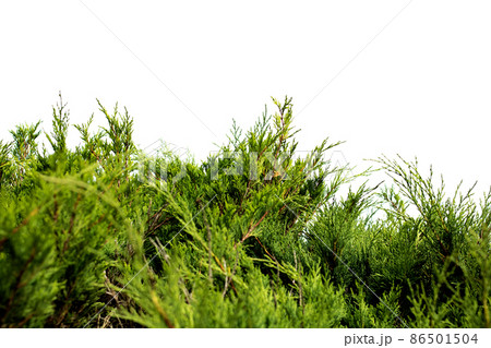Green branches of juniper isolated on white background 86501504
