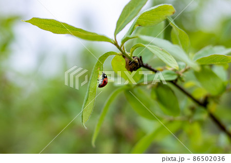Ladybug beetle on tree branch with green leaves Ladybug beetle on tree branch with green leaves 86502036