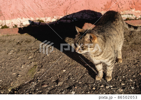 Tabby stray cat on the pavement and shadow Tabby stray cat on the pavement and shadow 86502053