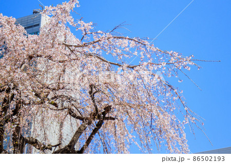 名古屋市 国際センター近くの枝垂れ桜 名古屋市 国際センター近くの枝垂れ桜 86502193