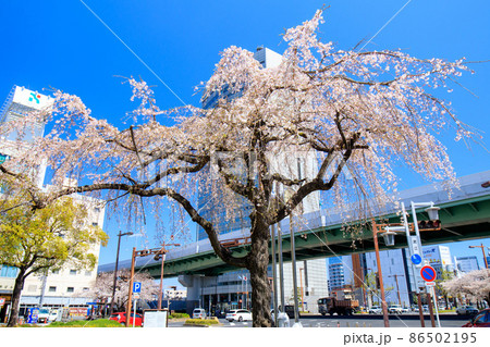 名古屋市　国際センター近くの枝垂れ桜 86502195