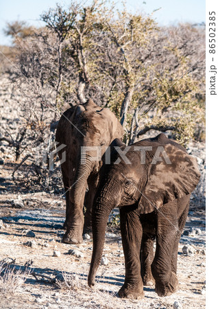 A young playful african Elephant Passing by A young playful african Elephant Passing by 86502385