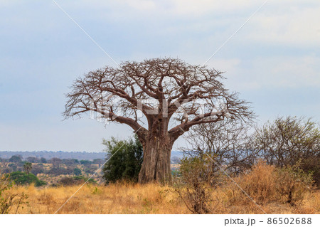 Dry african baobab (Adansonia digitata) in Tarangire national park, Tanzania 86502688