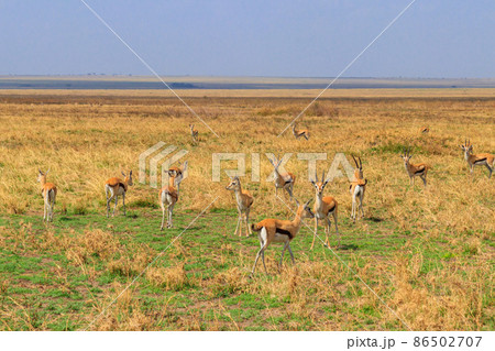 Herd of Thomson's gazelle (Eudorcas thomsonii) in Serengeti National Park in Tanzania. Wildlife of Africa Herd of Thomson's gazelle (Eudorcas thomsonii) in Serengeti National Park in Tanzania. Wildlife of Africa 86502707