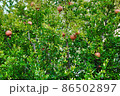 Fresh ripe pomegranate fruit hanging on the tree branches along the Aegean seacoast. Turkey 86502897