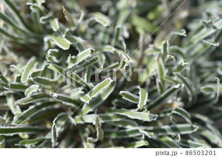 Ficinia Ice Crystal Ficinia Ice Crystal 86503201