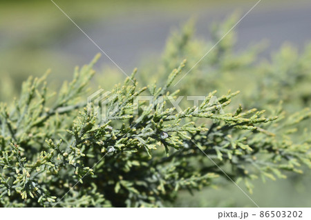 Juniper Hetzii Juniper Hetzii 86503202