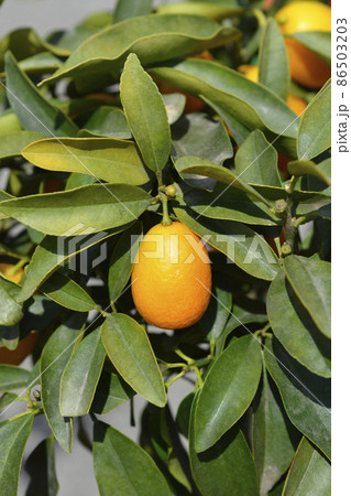 Kumquat Kumquat 86503203