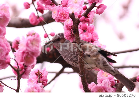 梅とヒヨドリ 86503276