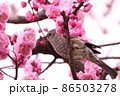 梅とヒヨドリ 86503278