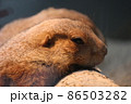 プレーリードッグ 86503282