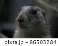 プレーリードッグ 86503284