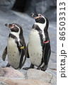 フンボルトペンギン 86503313