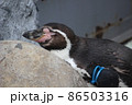 寝ているペンギン 86503316